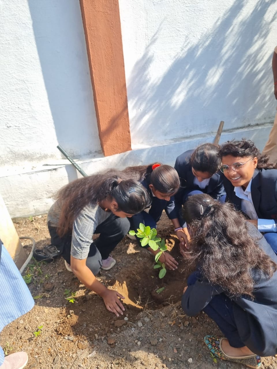 TREE PLANTATION